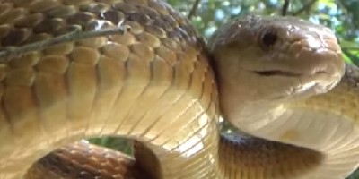 Boca Raton snake